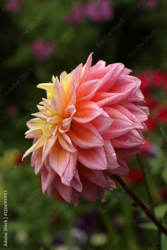 Aster, Dahlia, Lotus, card, background, texture, blur, drops Aster, Dahlia, Lotus, card, background, texture, blur, drops