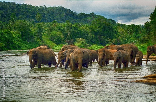Elephants  Pinnewala  Sri Lanka