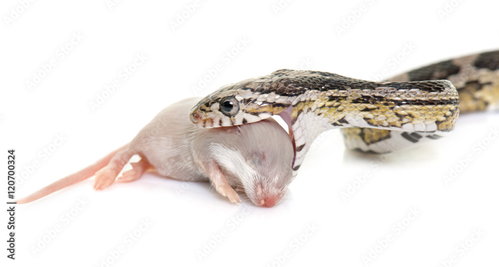 Fototapeta premium corn snake eating mouse
