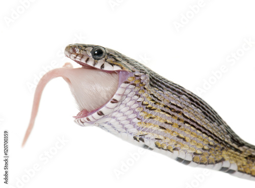 corn snake eating mouse