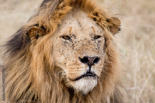 King Male Lion Portrait in Masai Mara   Kenya
