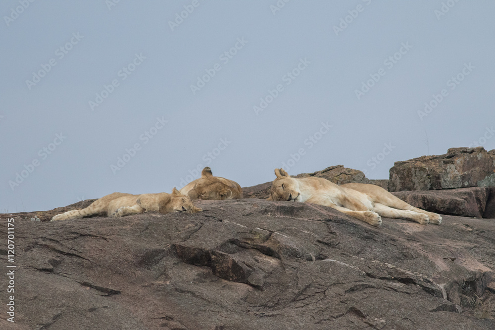 Sleeping lions in Masai mara kenya