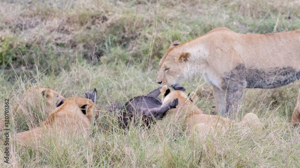 Lion Eating a Prey in Masai mara Lion Eating a Prey in Masai mara
