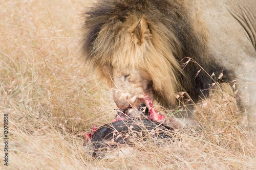 Lion Eating a Prey in Masai mara photo