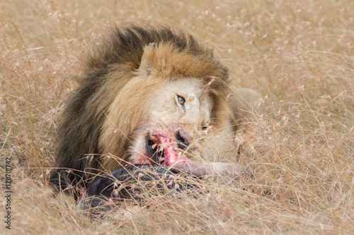 Lion Eating a Prey in Masai mara photo