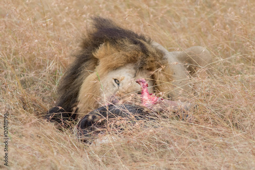 Lion Eating a Prey in Masai mara photo