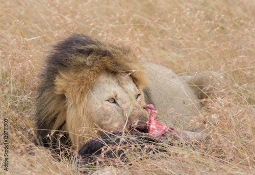 Lion Eating a Prey in Masai mara photo