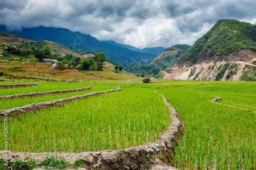 Rice plantations. Vietnam