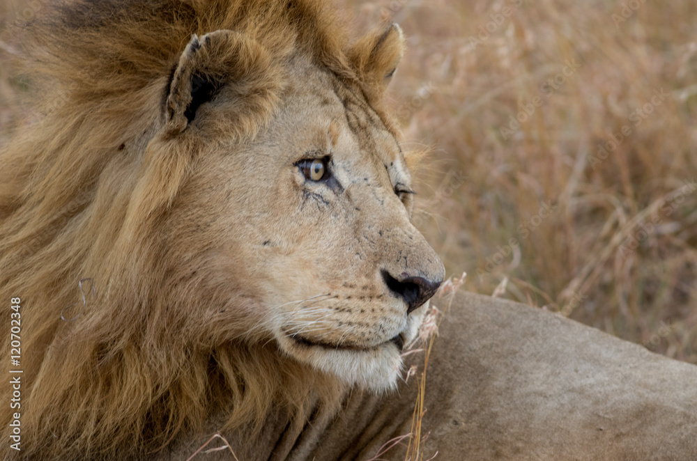 King Male Lion Portrait in Masai Mara , Kenya King Male Lion Portrait in Masai Mara , Kenya
