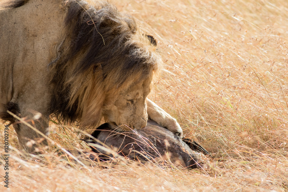 Naklejka premium Lion Eating a Prey in Masai mara