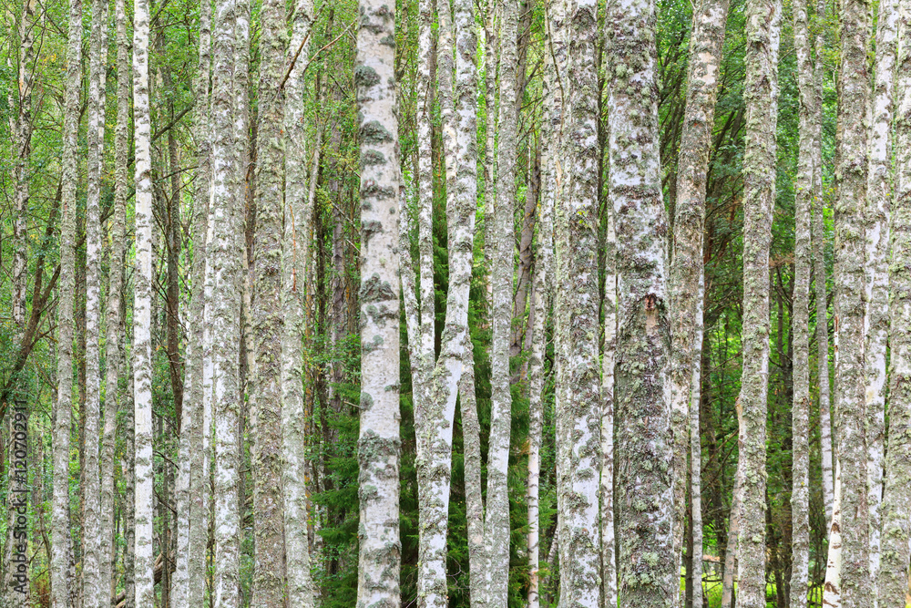 Fototapeta premium Birch tree trunks