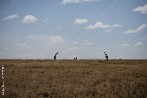 Girrafes in Masai mara