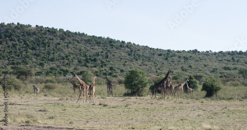 Girrafes in Masai mara