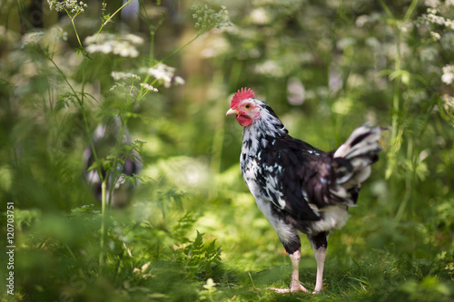 Wallpaper Mural Black and white free hen on an ecological farm in Sweden with greenery in the background. Torontodigital.ca