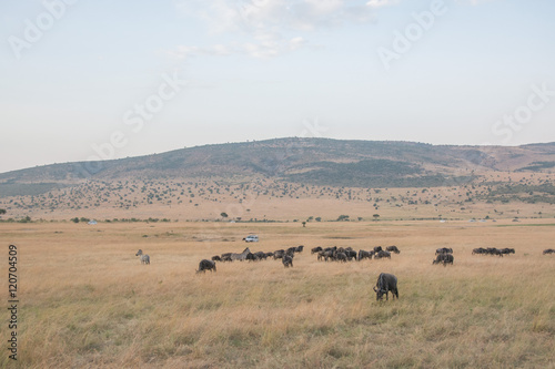 Beautiful Herd in the nature of Masai mara ,kenya, africa © AhmedElSheikh