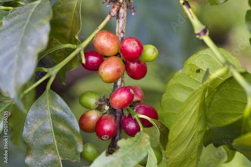 Colombia, Caldes, Manizales, Chinchina, Coffee plantation at Hacienda de Guayabal, Coffee cherries or coffee berries photo