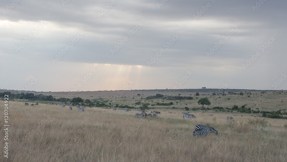 Beautiful Herd in the nature of Masai mara ,kenya, africa Beautiful Herd in the nature of Masai mara ,kenya, africa