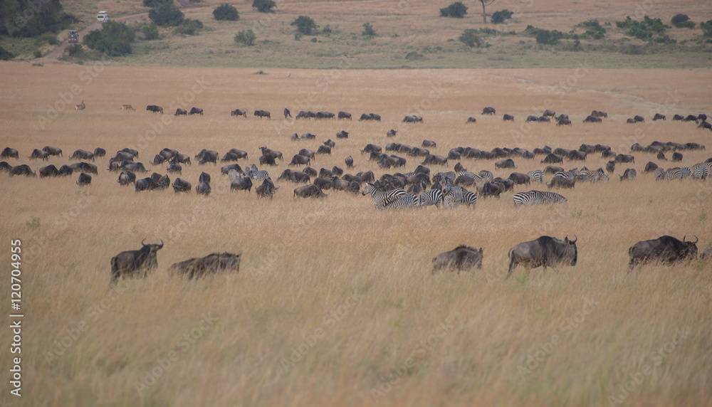Beautiful Herd in the nature of Masai mara ,kenya, africa Beautiful Herd in the nature of Masai mara ,kenya, africa