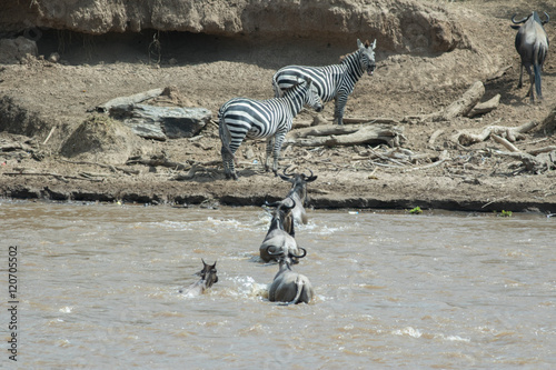 Africa Great Migration