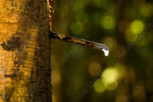 rubber, latex,Field latex extracted from rubber tree(hevea brasiliensis) photo