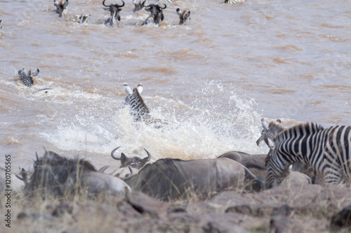 Africa Great Migration