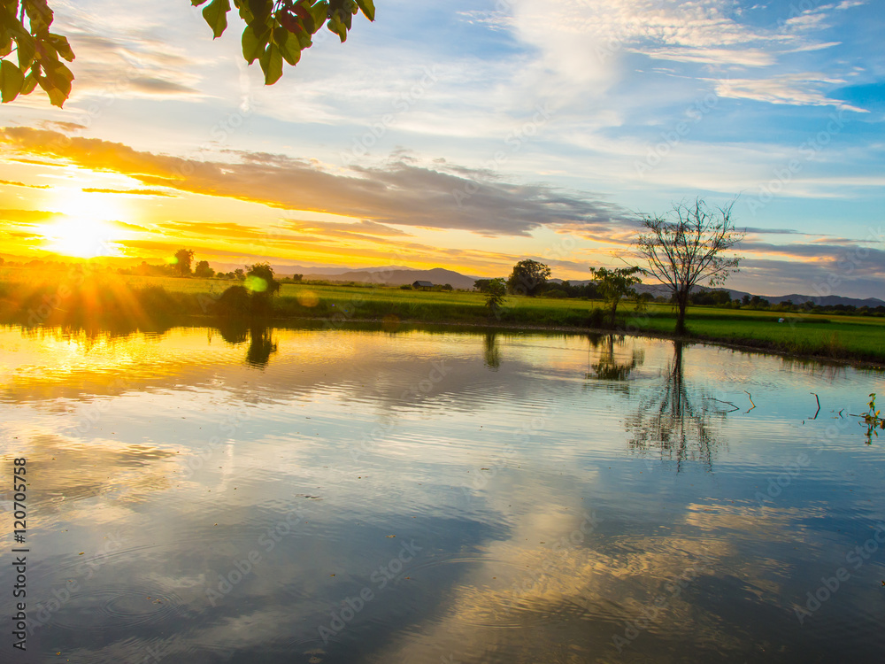 sunset  in farm rice