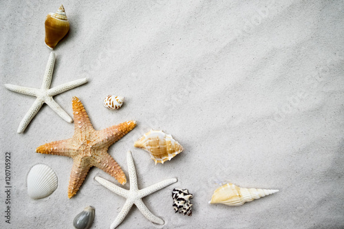 Beach with a lot of seashells and starfish