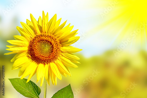 Beautiful sunflower field in summer. yellow flowers