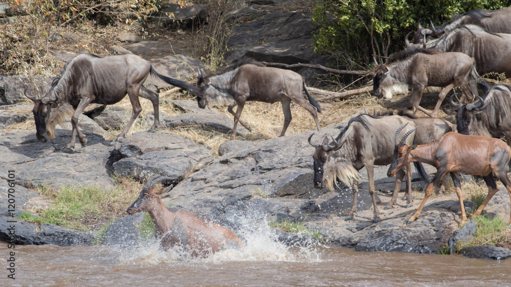 Africa Great Migration Africa Great Migration