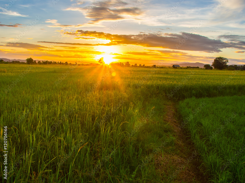 sunset  in farm rice