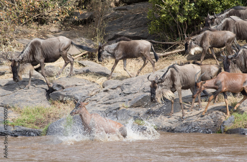 Africa Great Migration