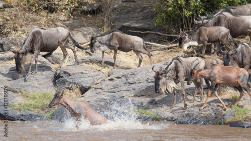 Africa Great Migration