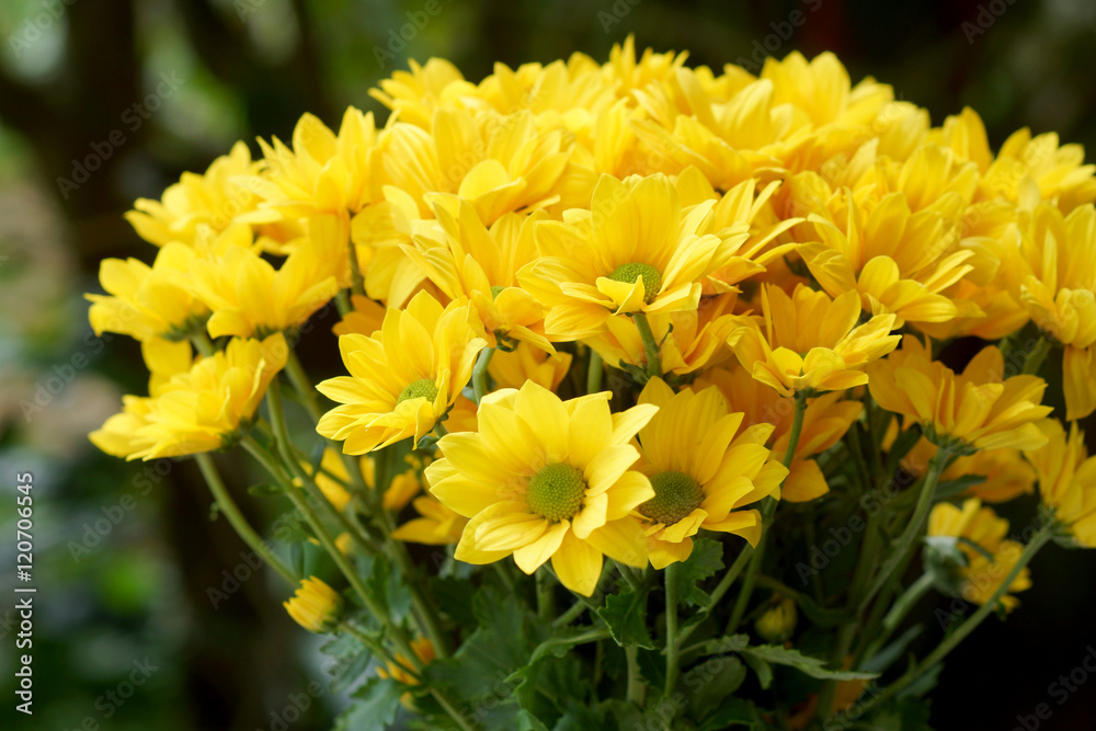 Close up of Yellow chrysanthemums flower.