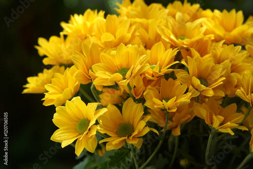 Close up of Yellow chrysanthemums flower. © noppharat