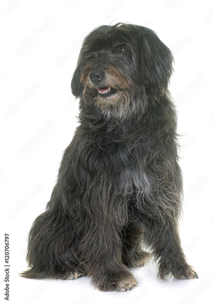 pyrenean shepherd in studio pyrenean shepherd in studio