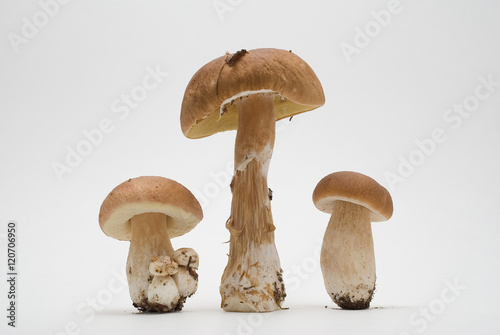 The mushrooms (Boletus edulis) on a white background. 