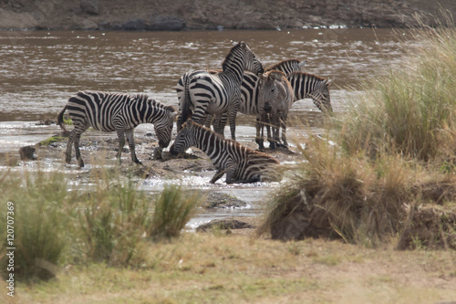 Africa Great Migration