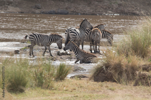 Africa Great Migration