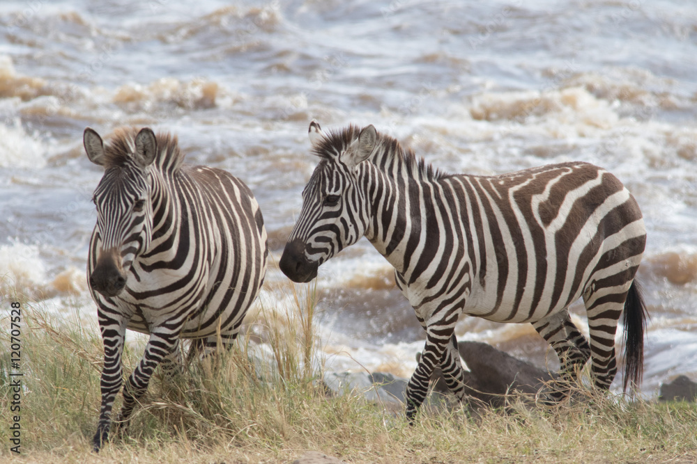 Africa Great Migration
