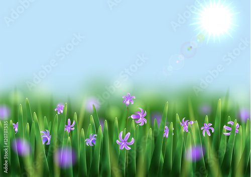 Scilla Flowers.