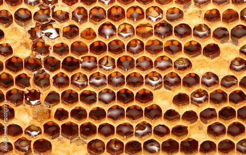 Honey beehive, unfinished honey making in honeycombs