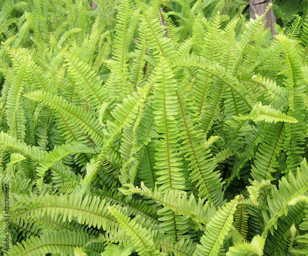 Green fernas a background
