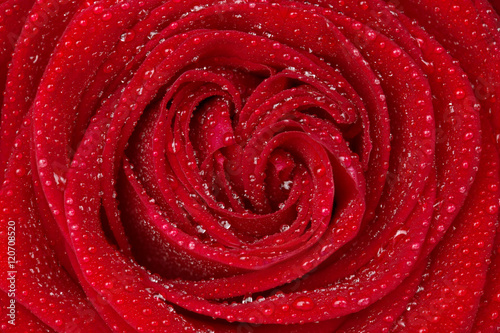 closeup of dew droplets on a red rose