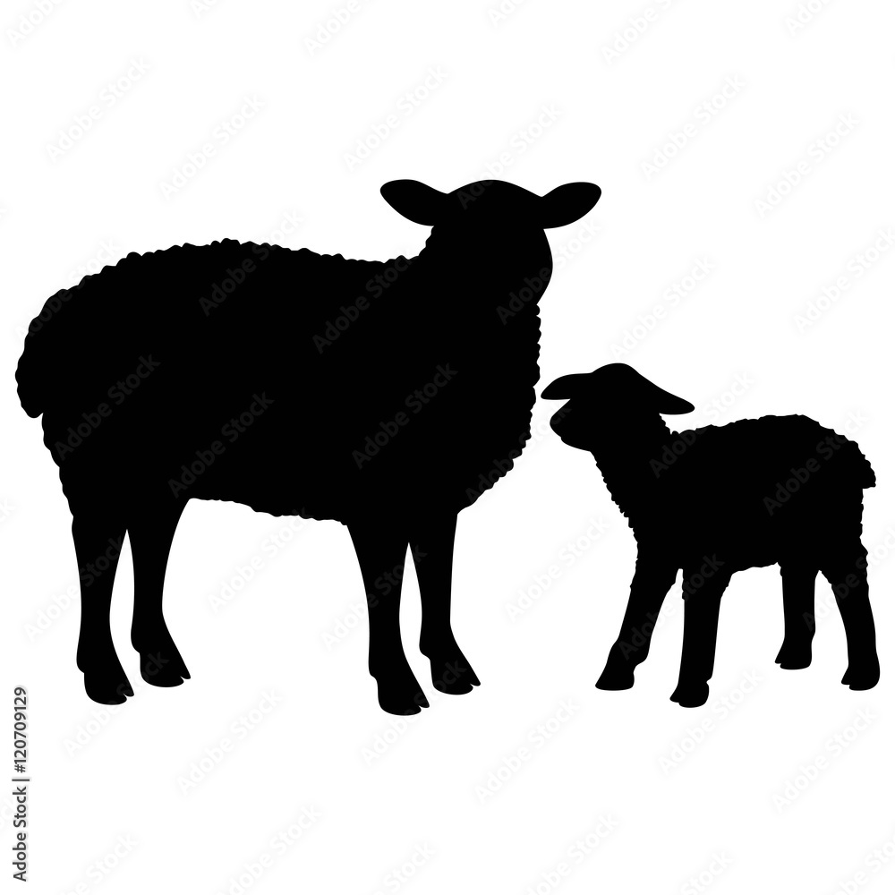 Obraz premium Sylwetka owiec