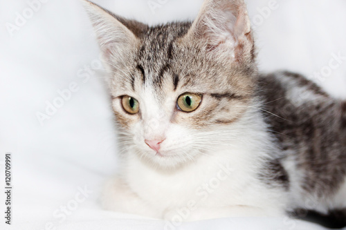 Spotted funny kitten isolated
