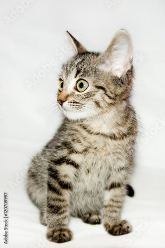 Fototapeta Naklejka Na Ścianę i Meble -  funny kitten striped isolated