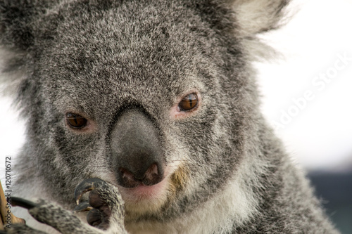 Fototapeta Naklejka Na Ścianę i Meble -  Koala Gesicht Closeup, Australien
