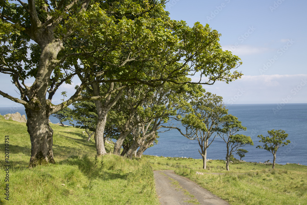 Tree Lined Road to Murlough Beach; County Antrim Tree Lined Road to Murlough Beach; County Antrim
