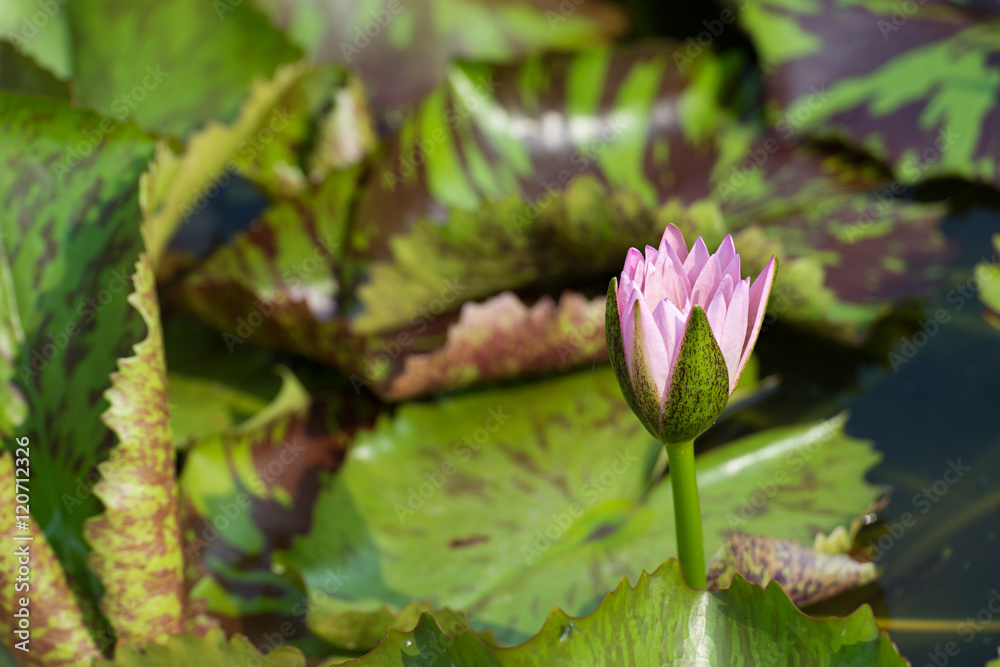 Pink tropical waterlily in the water Pink tropical waterlily in the water