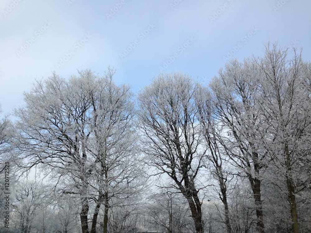 winter landscape with trees covered in snow